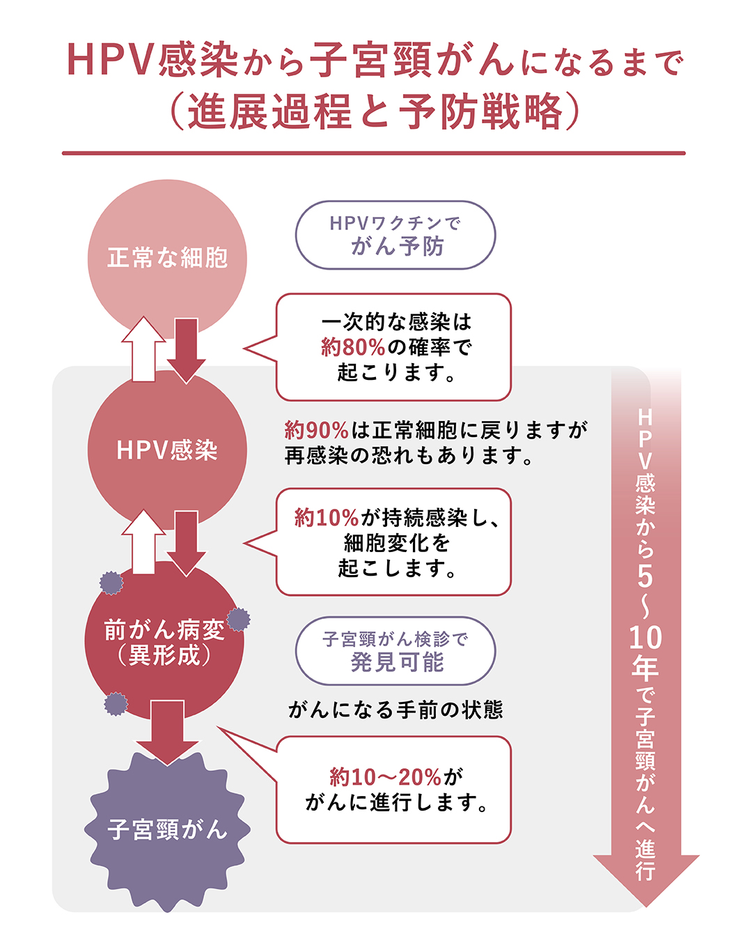 HPV感染~子宮頸がんまでの過程